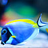 I Pesci Chirurgo - The Surgeonfishes
