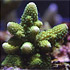 Elos Webring: ASDU Reef. Un pezzo di Maldive in salotto
