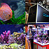 Reportage Zoomark 2009