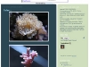 ASDU-Reef-Un-pezzo-di-Maldive-in-salotto