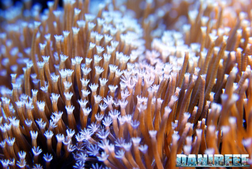 Coralli molli: polipi di Sarcophyton