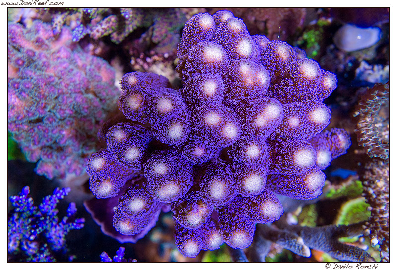 Nuova ricerca: la curcuma ferma lo sbiancamento dei coralli: Stylophora pistillata var. Milka