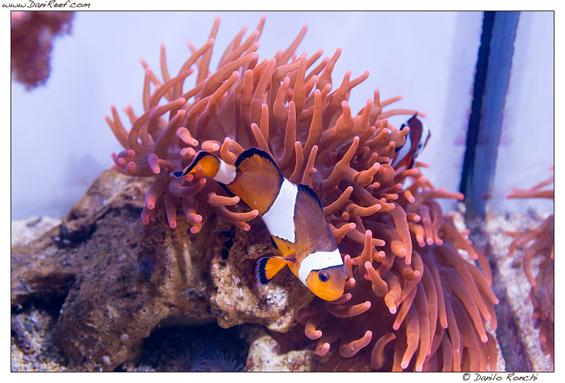 Pesci pagliaccio Amphiprion ocellaris ed anemone Entacmaea quadricolor