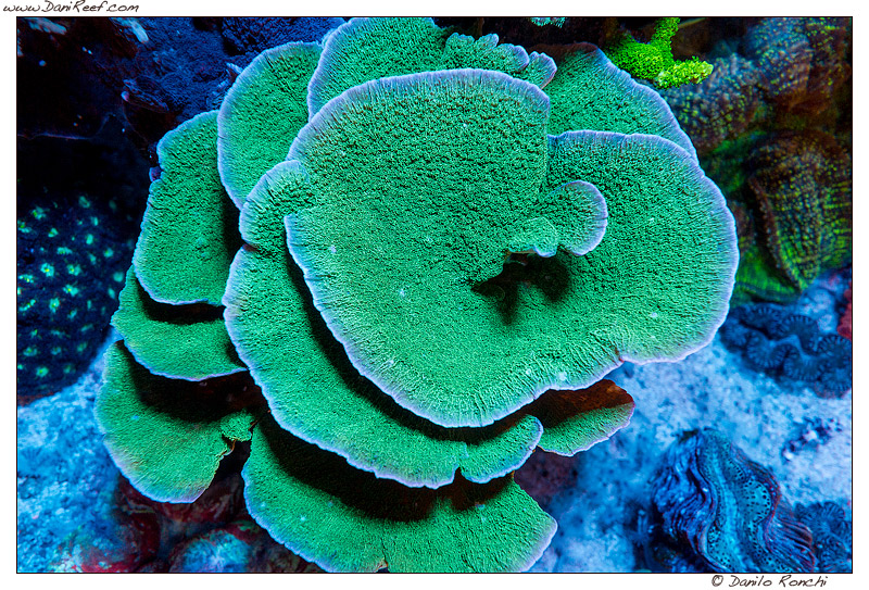 Montipora, il corallo duro SPS che potete allevare in qualsiasi acquario