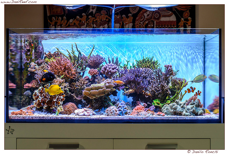 Andrea’s Negusanti Marine Aquarium, tank of the month