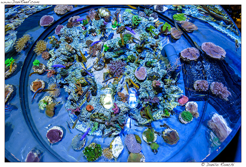 Coralli in vendita al Macna 2013