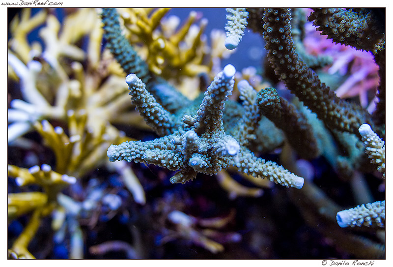 Il movimento diventa ancora più importante laddove vi siano molti coralli intrecciati fra loro