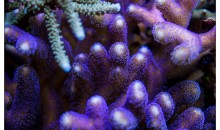 Stylophora pistillata – il corallo che non muore mai (e si evolve)