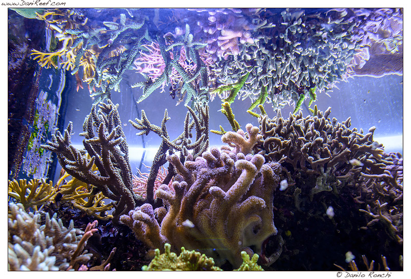 DaniReef Marine Aquarium