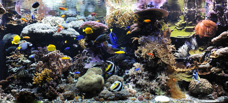 acquario di barriera corallina del Museo di Scienze Naturali dell’Alto Adige a Bolzano