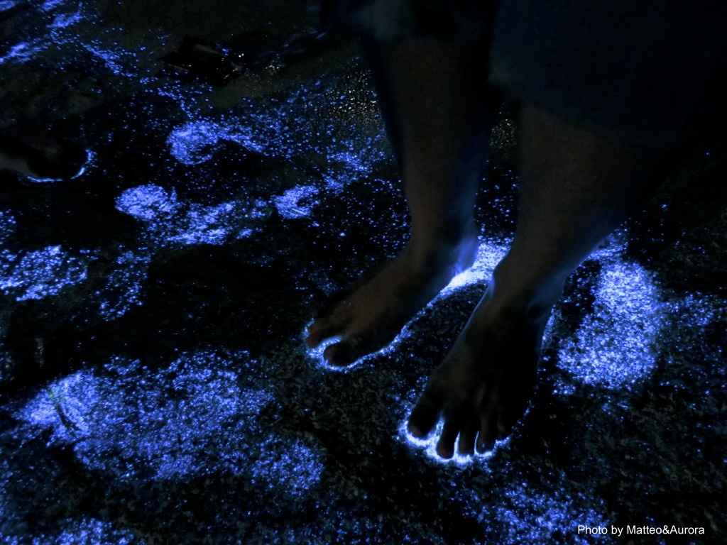 bioluminescenza alle maldive