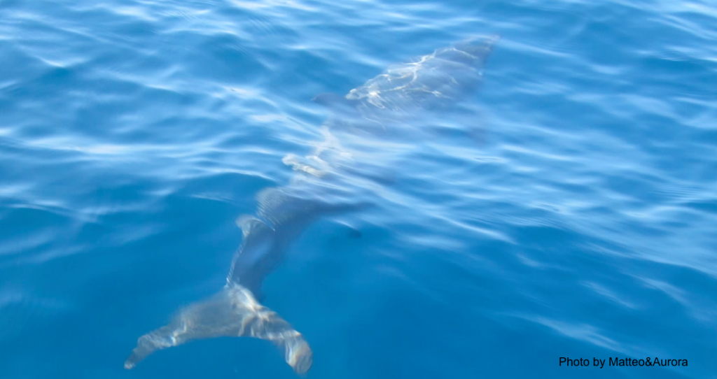 delfini alle maldive