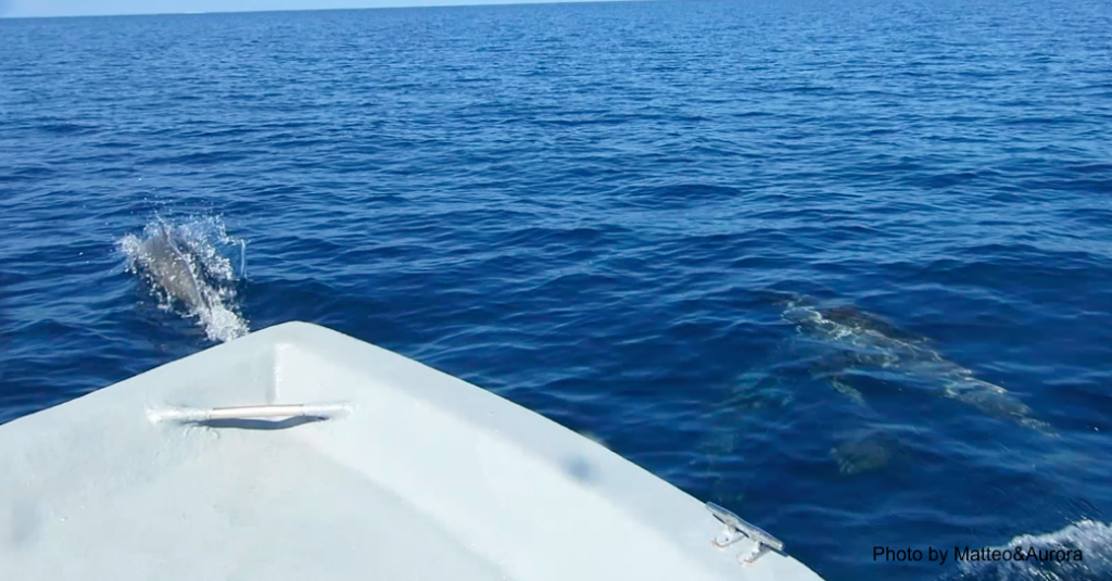 delfini alle maldive
