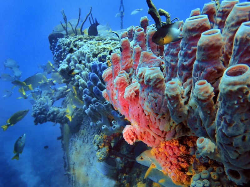 sponges reef