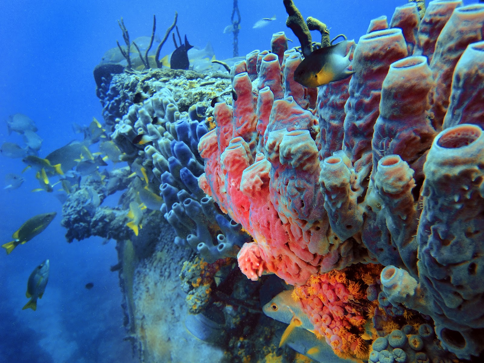 L'importanza delle spugne nel reef