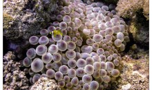 Gli anemoni di mare stanno ingerendo le microfibre di plastica