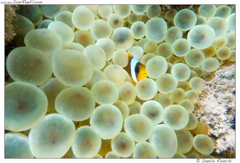 Pesce pagliaccio dentro un anemone, Mar Rosso