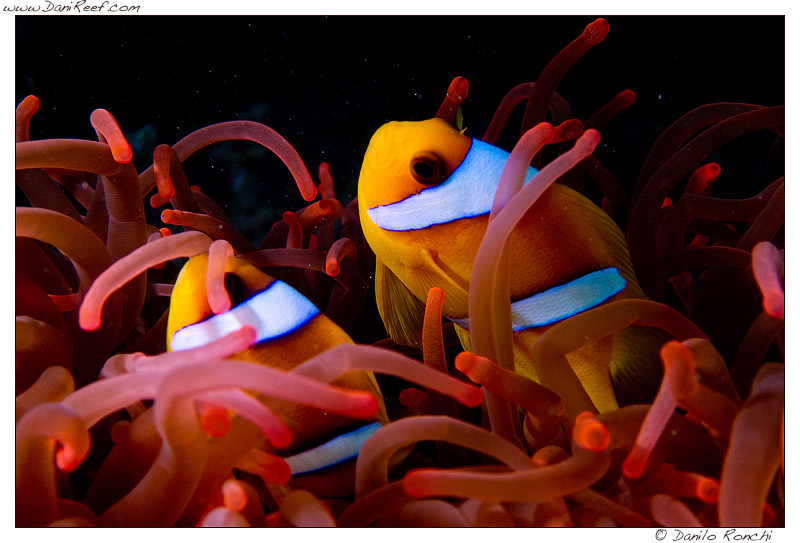 Coppia di pesci pagliaccio Amphiprion bicinctus dentro un anemone Entacmaea quadricolor in mar rosso - Marsa Alam