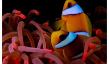 Come forzare i pagliacci a fare la simbiosi con l’anemone (o un corallo)