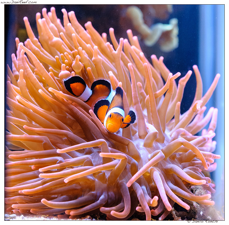 Come forzare i pagliacci a fare la simbiosi con l'anemone (o un corallo)