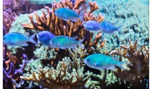 L’acidità degli oceani sta causando la perdita dell’olfatto ai pesci a causa dell’aumento di CO2
