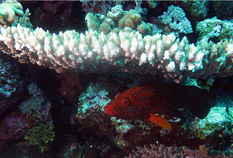 Acropora e cernia dei coralli in Mar Rosso