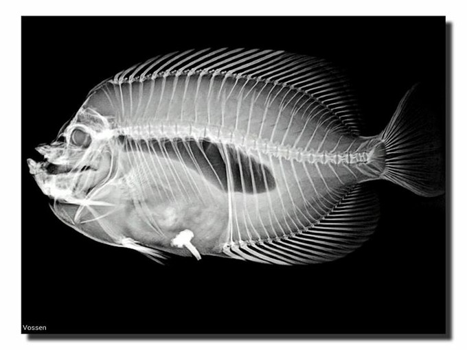 Radiografia ad un pesce