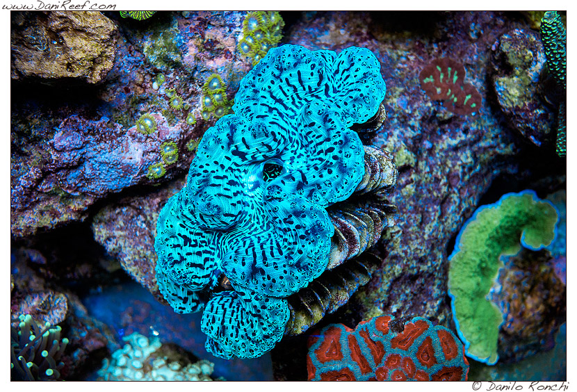 Gli escrementi delle tridacne potrebbero aiutare i coralli a recuperare dallo sbiancamento