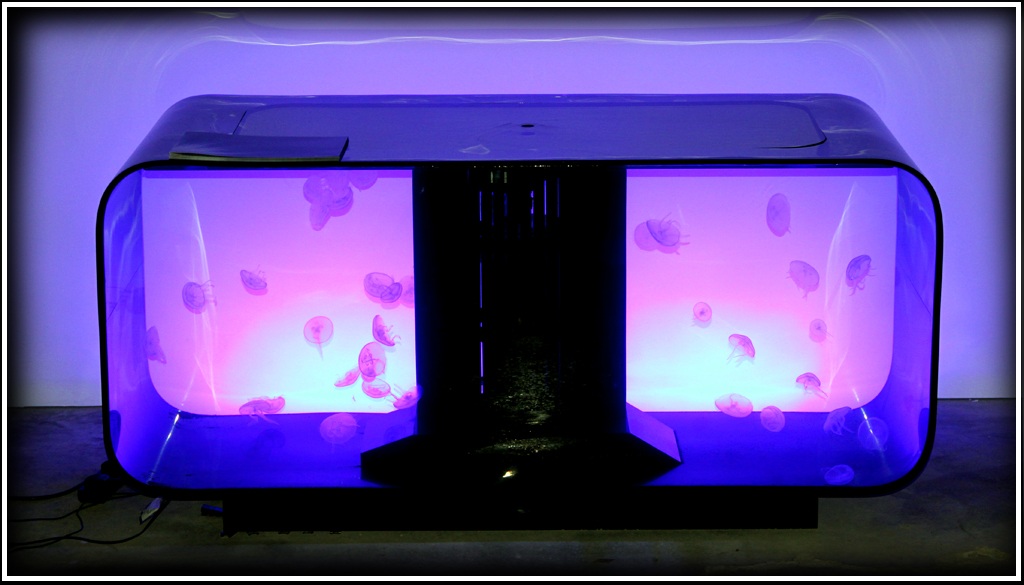Aurelia Jellyfish aquarium