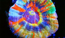 Il più bel corallo del mondo? Una Scolymia multicolor…