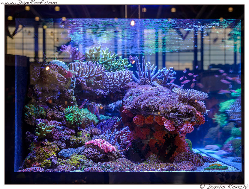 Interzoo 2014 - stand de jong marinelife - acquario di esposizione