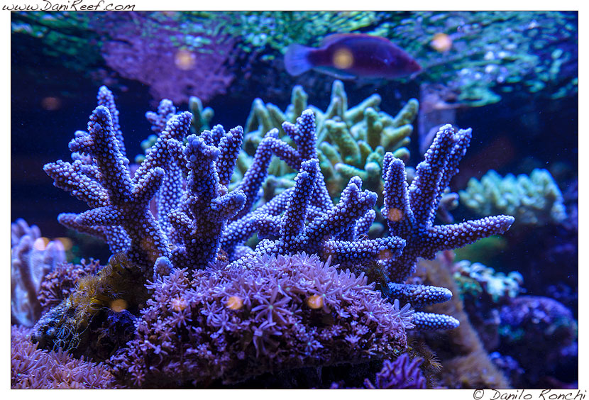 Interzoo 2014 - stand de jong marinelife - acquario di esposizione