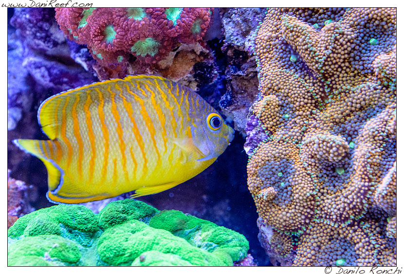 Interzoo 2014 - stand de jong marinelife - acquario di esposizione - centropyge