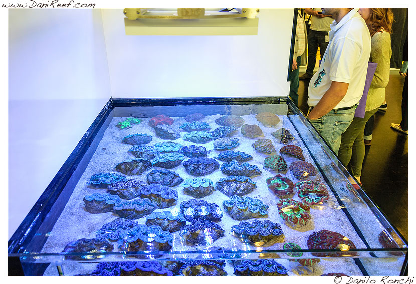 Interzoo 2014 - stand de jong marinelife - acquario di esposizione - tridacne