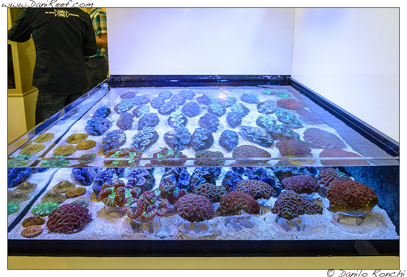 Interzoo 2014 - stand de jong marinelife - acquario di esposizione - tridacne