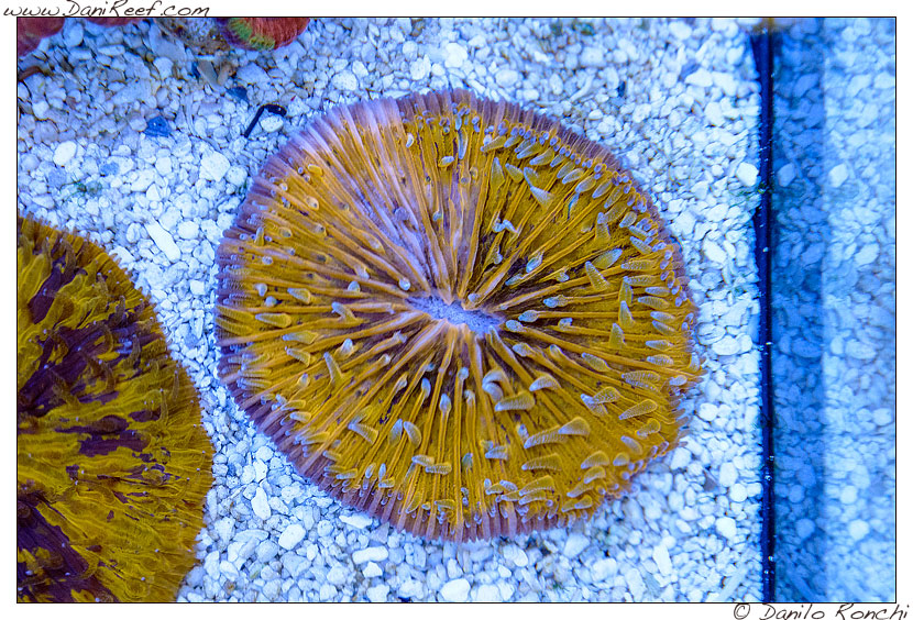Interzoo 2014 - stand de jong marinelife - fungia