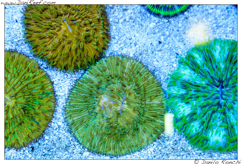 Interzoo 2014 - stand de jong marinelife - fungia