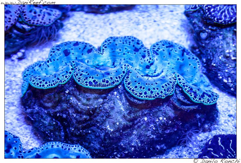 Interzoo 2014 - stand de jong marinelife - acquario di esposizione - mantelli di tridacna