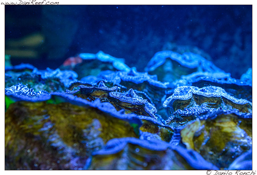 Interzoo 2014 - stand de jong marinelife - acquario di esposizione - mantelli di tridacna