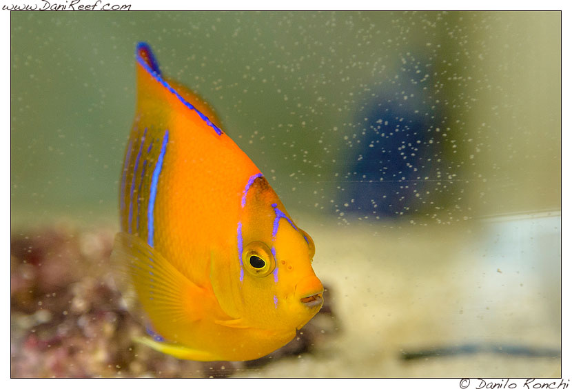 Interzoo 2014 - stand de jong marinelife - holacanthus clarionensis