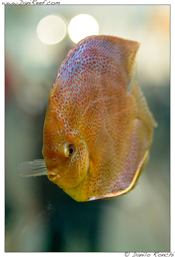 Interzoo 2014 - stand de jong marinelife - acquario di esposizione - discus