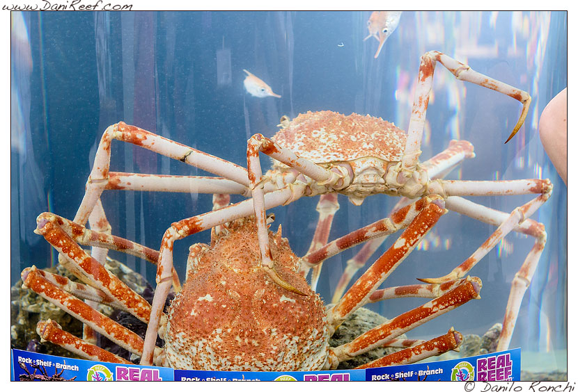 Interzoo 2014 - stand de jong marinelife - giant crabs o granchi giganti