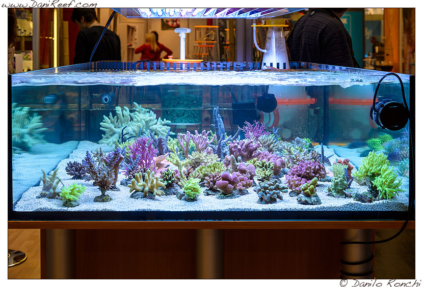 interzoo norimberga 2014 lo stand korallen zucht ed i suoi coralli