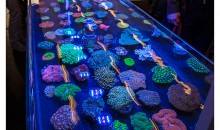 Interzoo 2014: WhiteCorals presenta i suoi magnifici coralli LPS!
