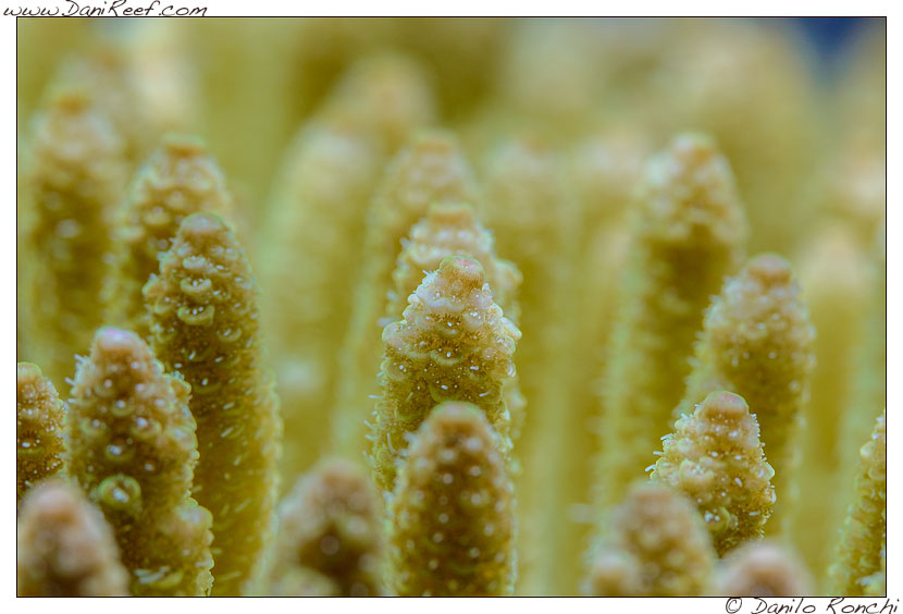 Polipi di Acropora millepora gialla