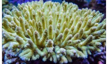In Australia si fermano le esportazioni di coralli, anzi no. Approfondiamo