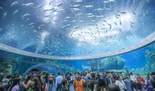 Il più grande acquario del mondo è a Hengquin in Cina