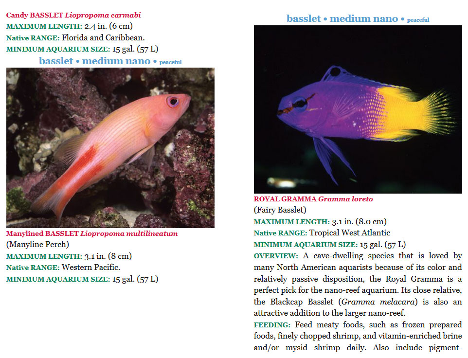 The 101 Best Nano reef Species pagina interna