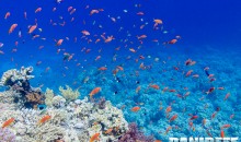 Sharm, Marsa Alam ed Hurghada – pericolo per la barriera corallina