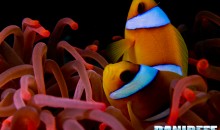 Astaxantina e colore dei pesci: studio conferma dose ottimale di 400ppm